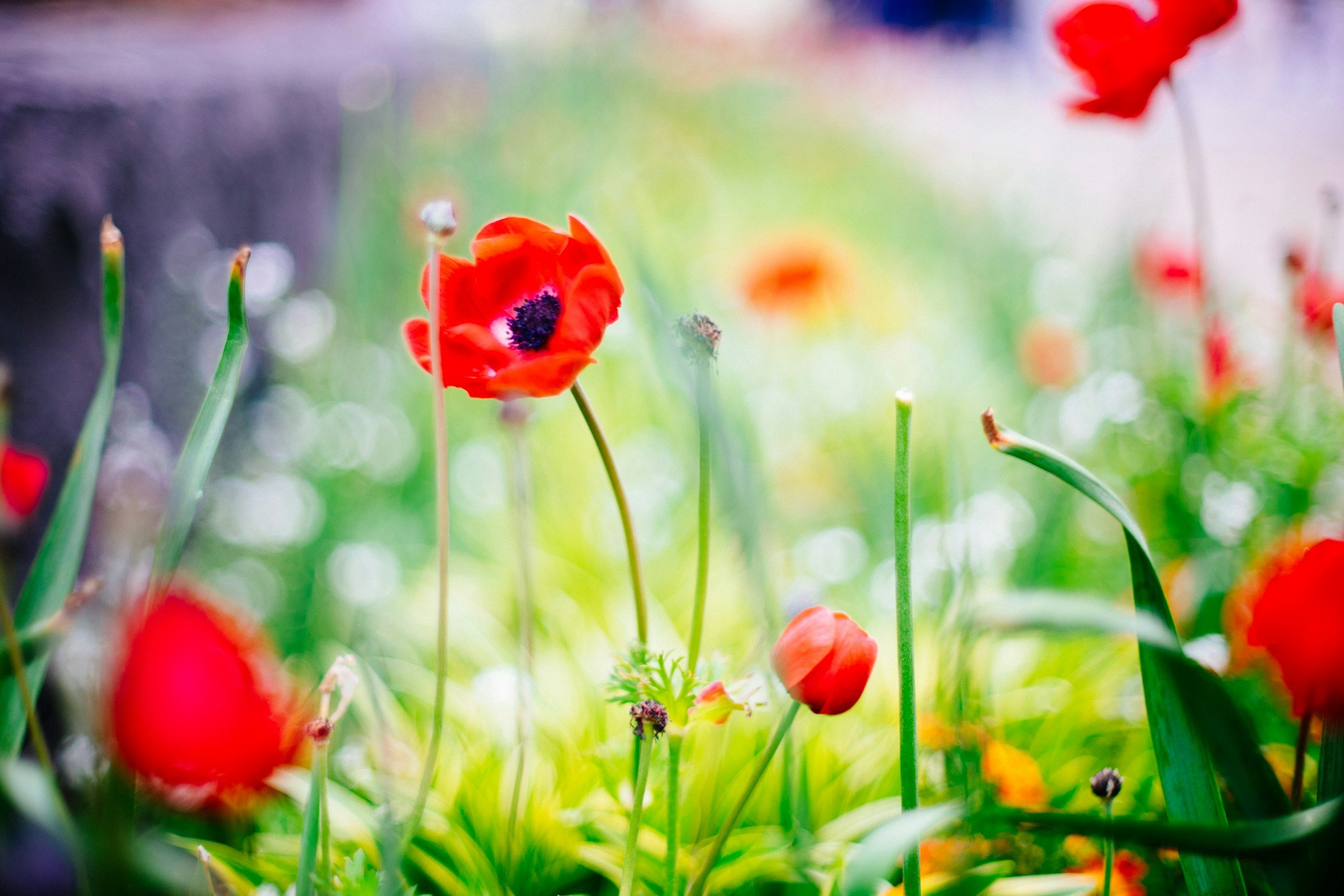 Wildflowers in a field