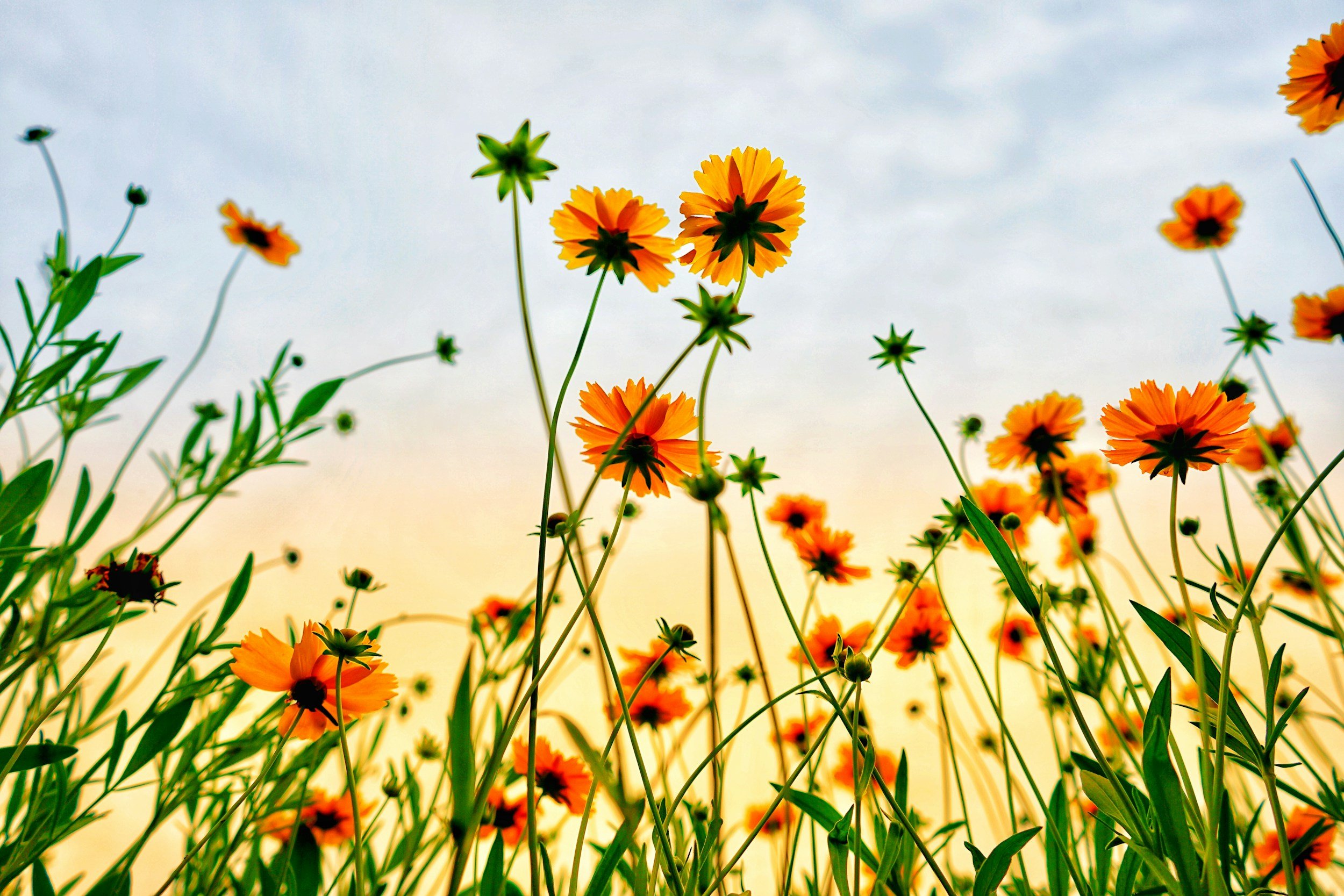 Wildflowers in a field